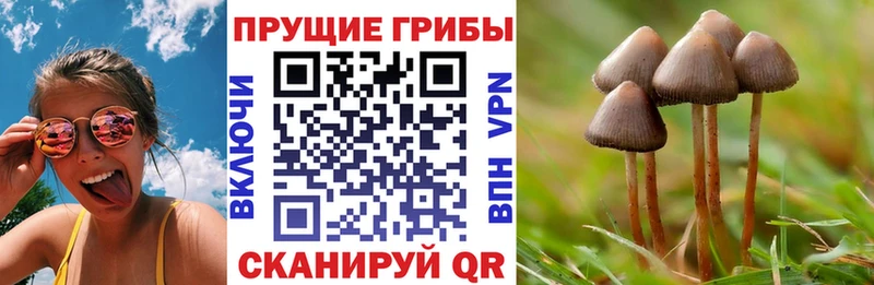 закладка Майский Галлюциногенные грибы Psilocybine cubensis